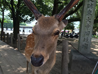 Deer in Nara